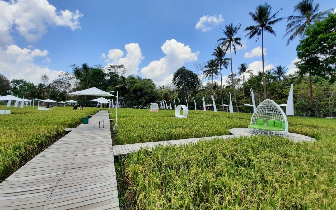 Svargabumi: Keindahan Hamparan Sawah 3KM dari Candi